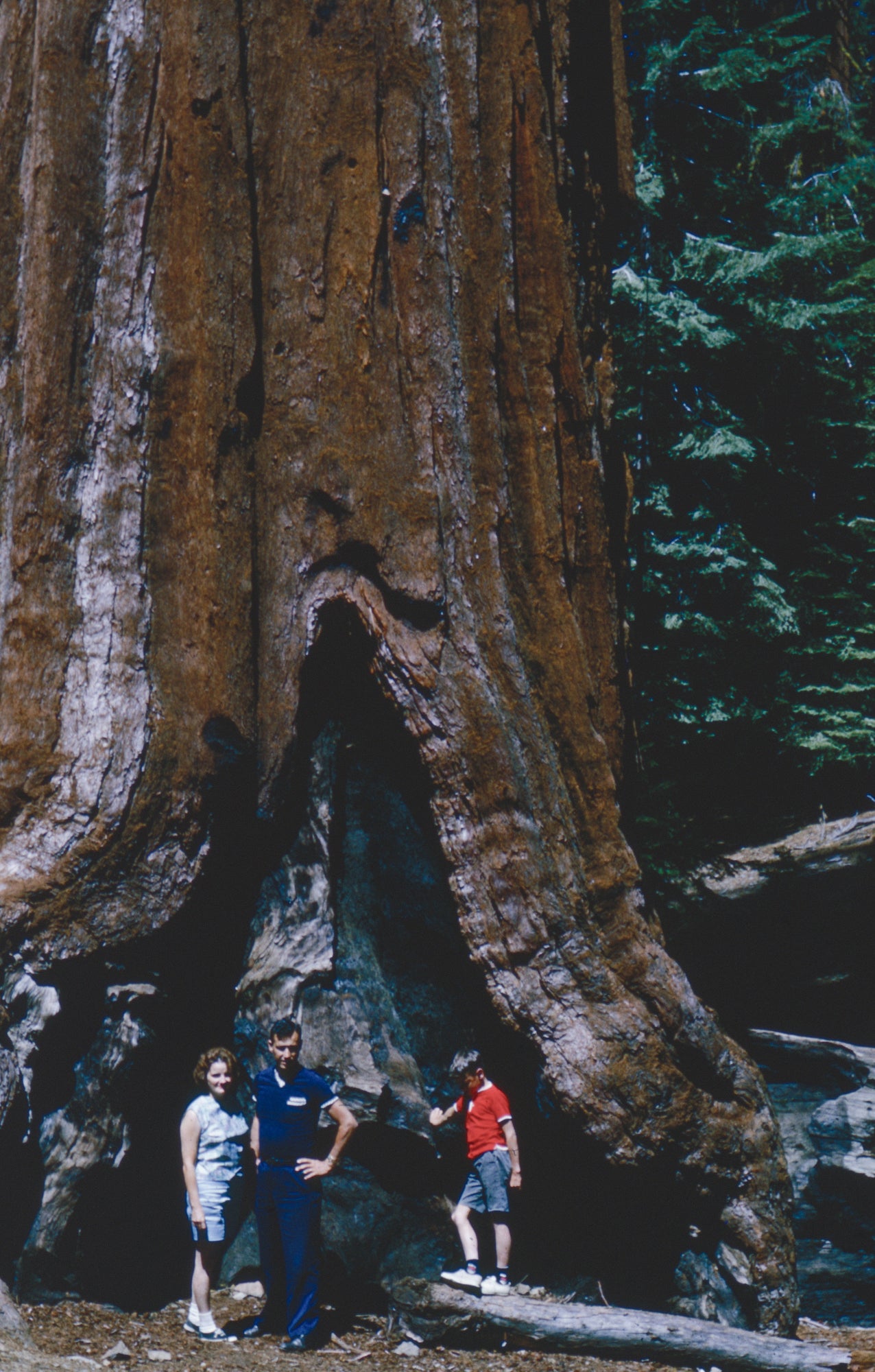 Three people pose for a photo against an old redwood tree