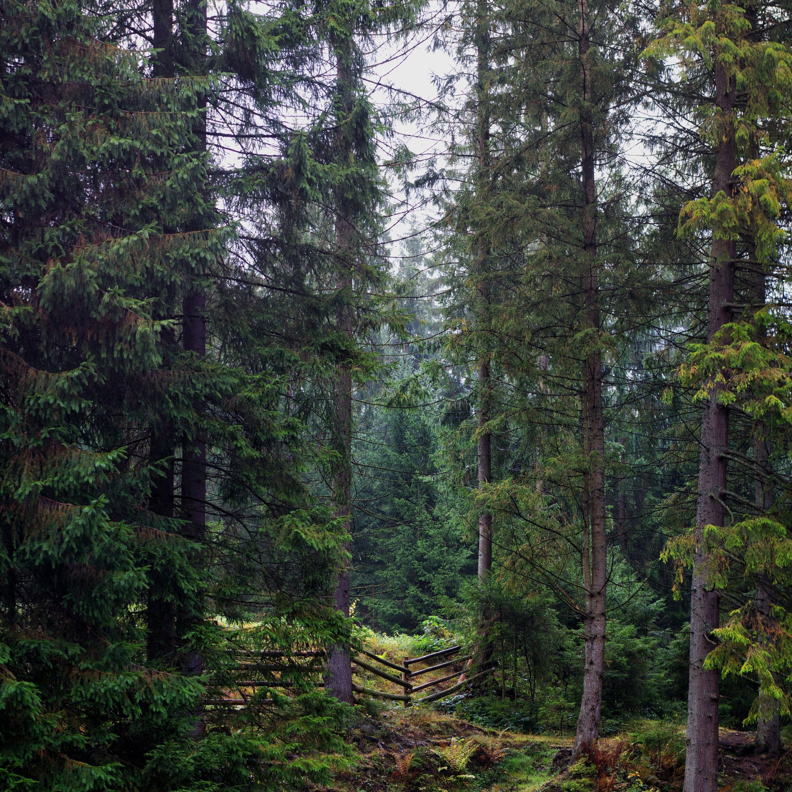 a gloomy pine forest with a lopsided fence in the lower center leading to a clearing surrounded by fog