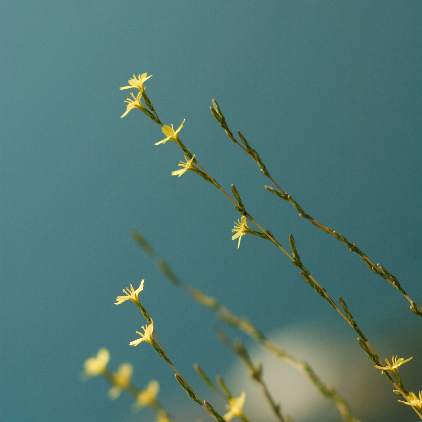 tall yellow flowers against a clear blue sky