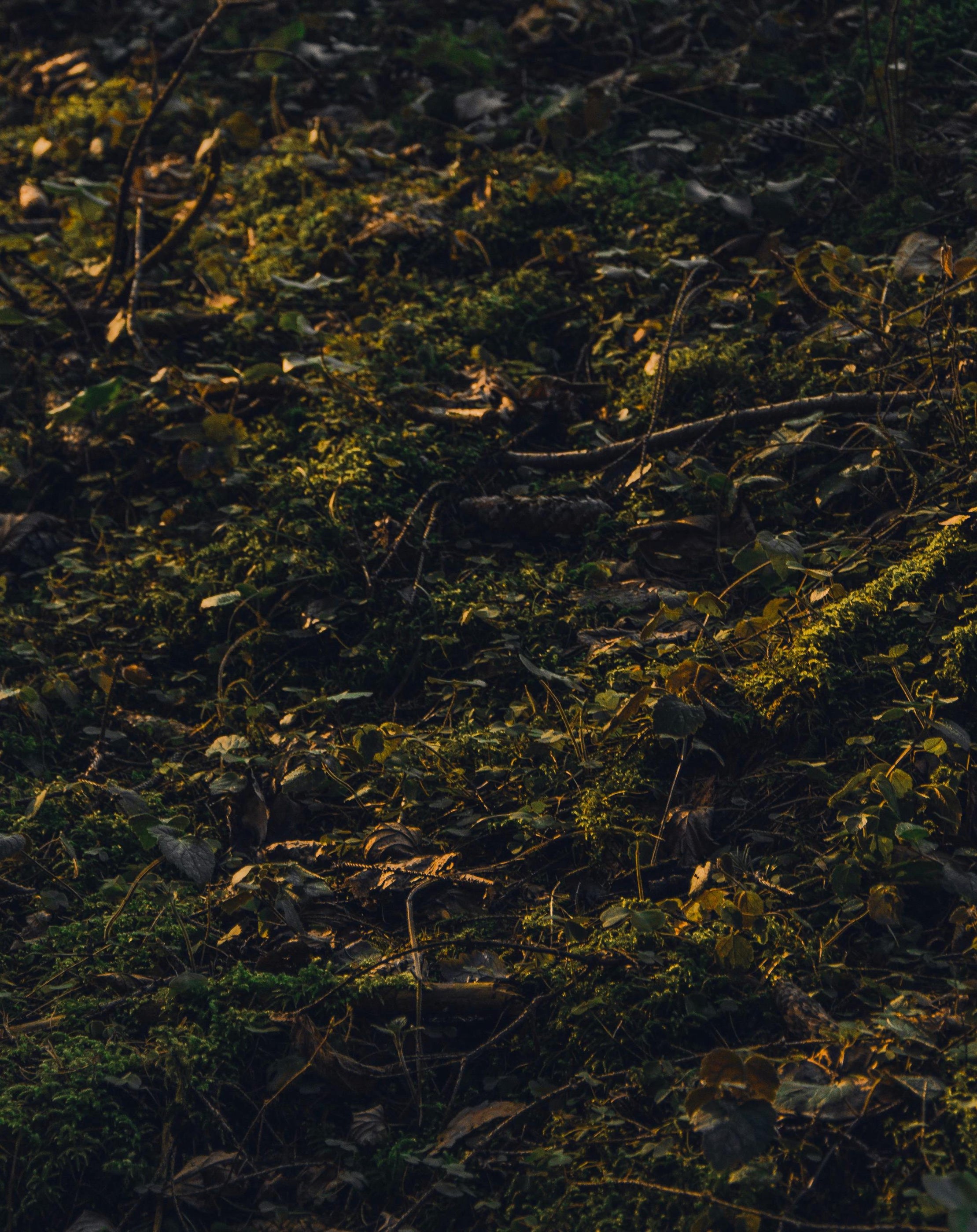 mossy forest floor illuminated by golden hour sunlight