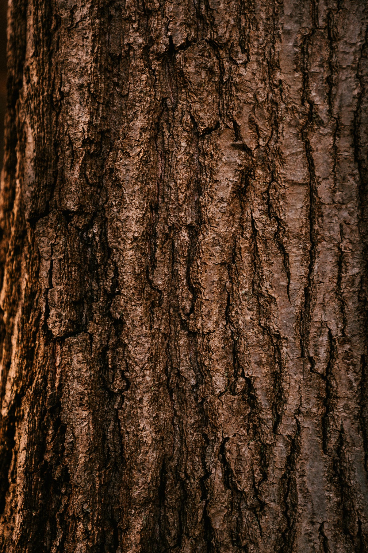 close up of warm brown tree bark