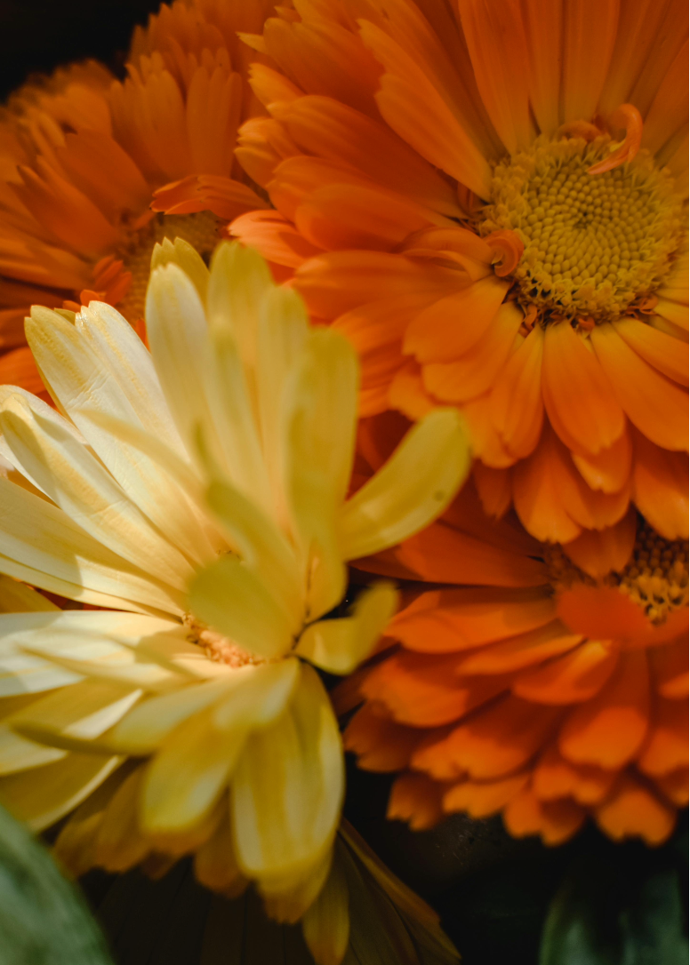 close up of orange and yellow Calendula flowers in a ray of sunshine
