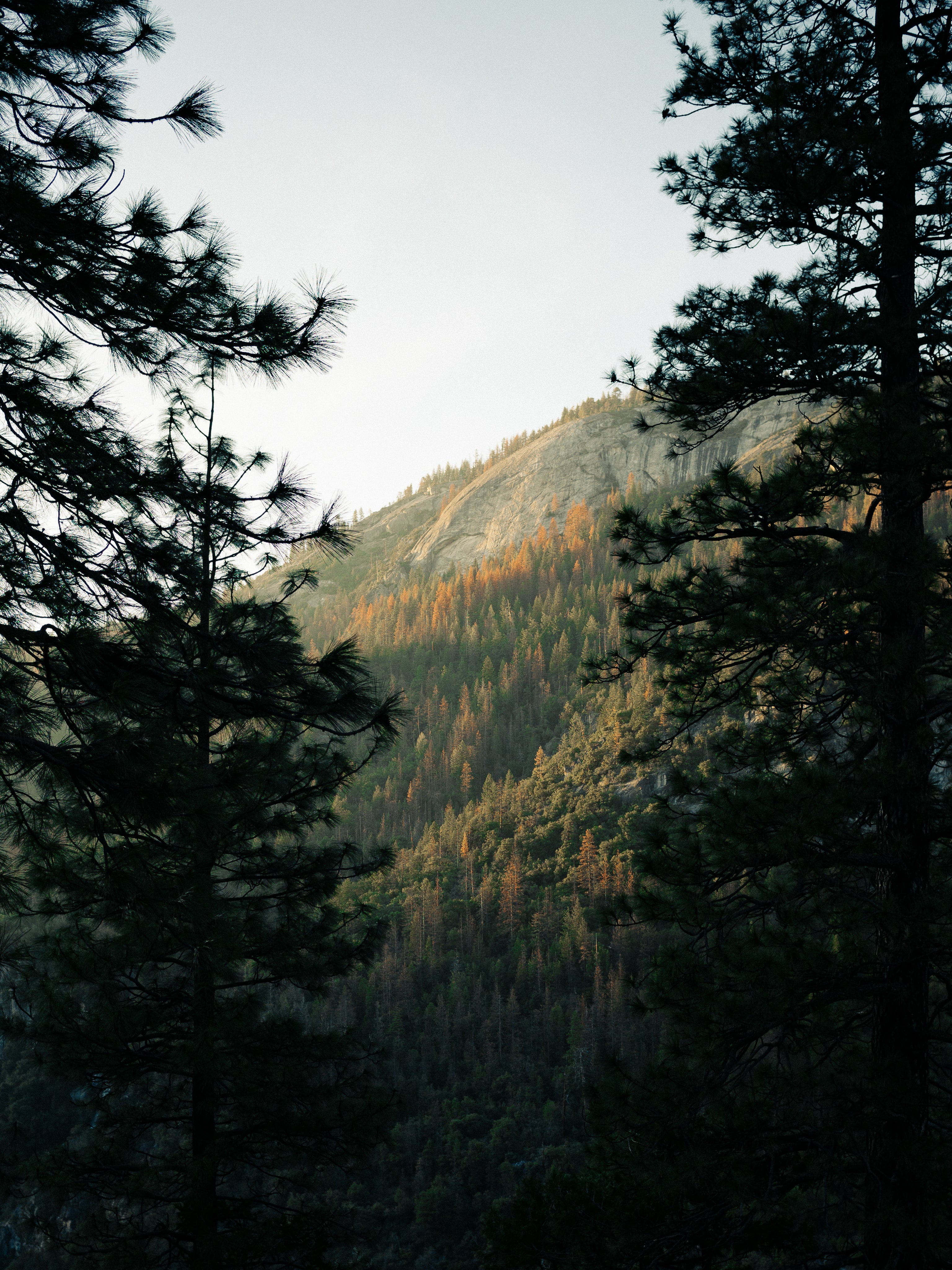 a view of a mountain vista through the silouette of pine trees on both sides