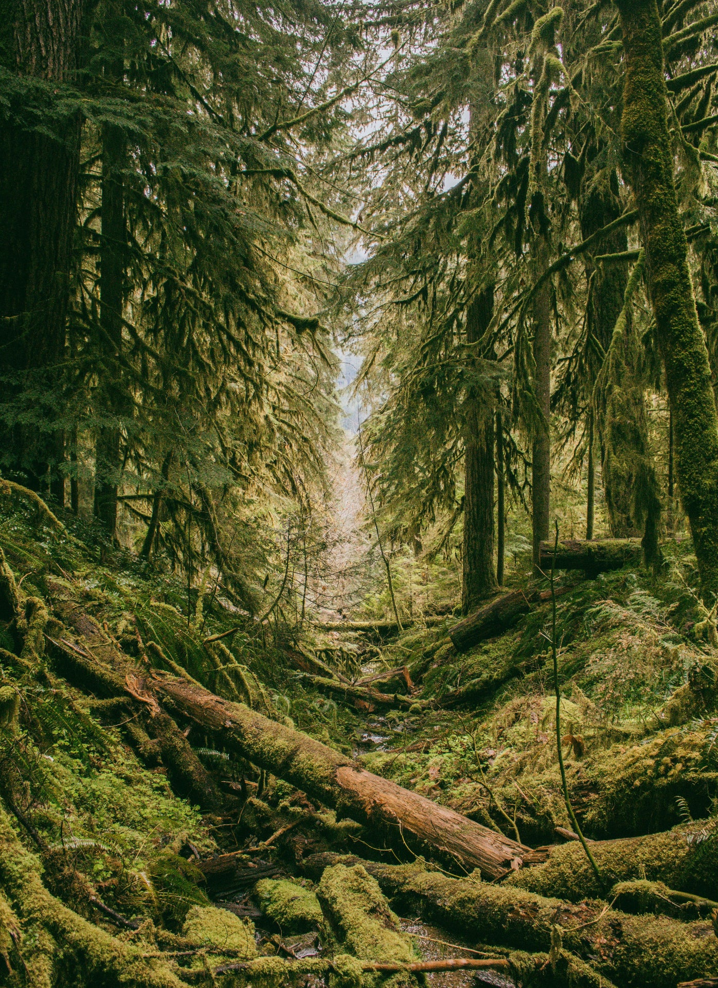 An overgrown, mossy pine forest in a lush warm green. Fallen logs criss cross over a creek which leads back towards a mountain vista beyond.