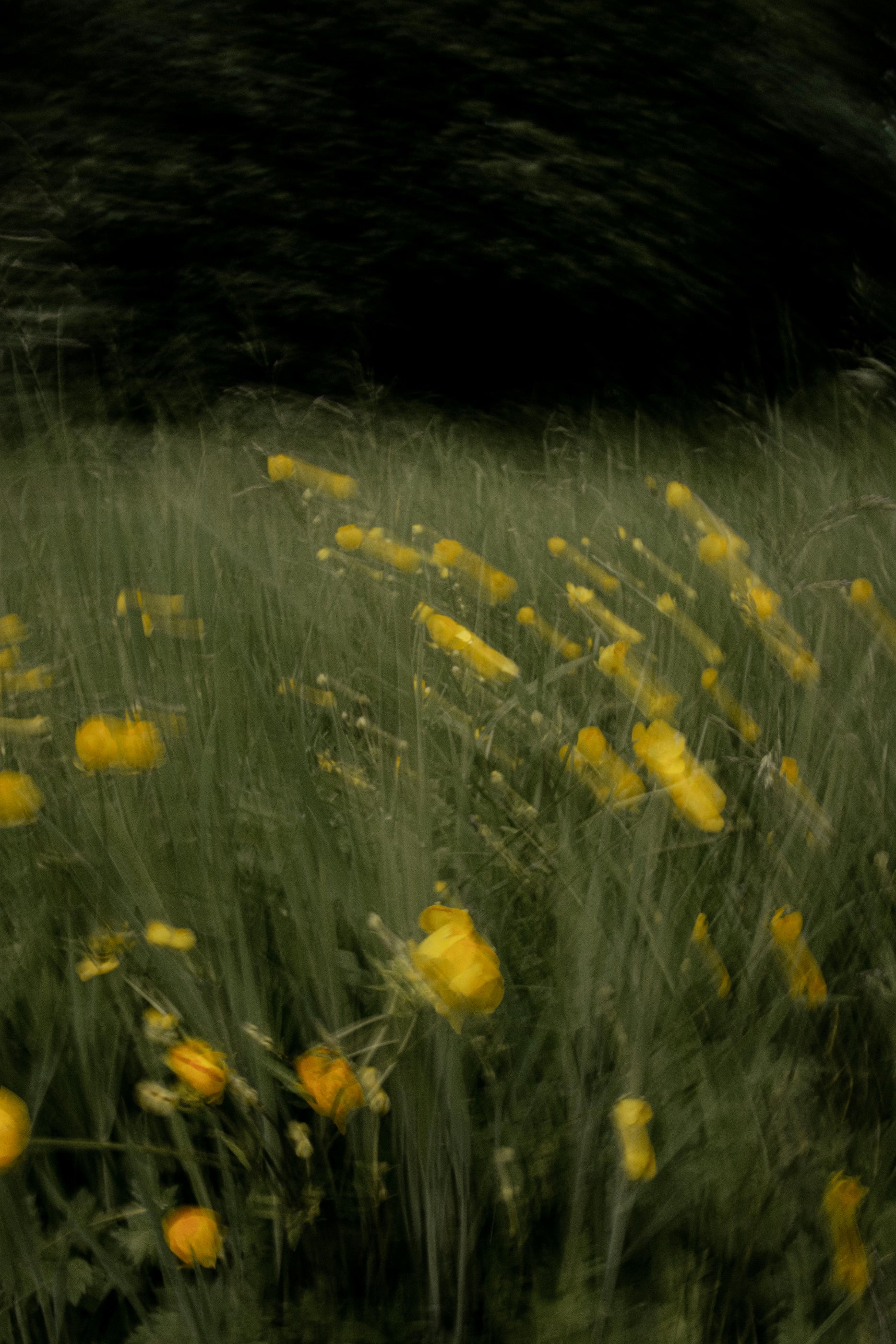 Meadow of yellow flowers blur in a circular arc, with a shadowy forest beyond