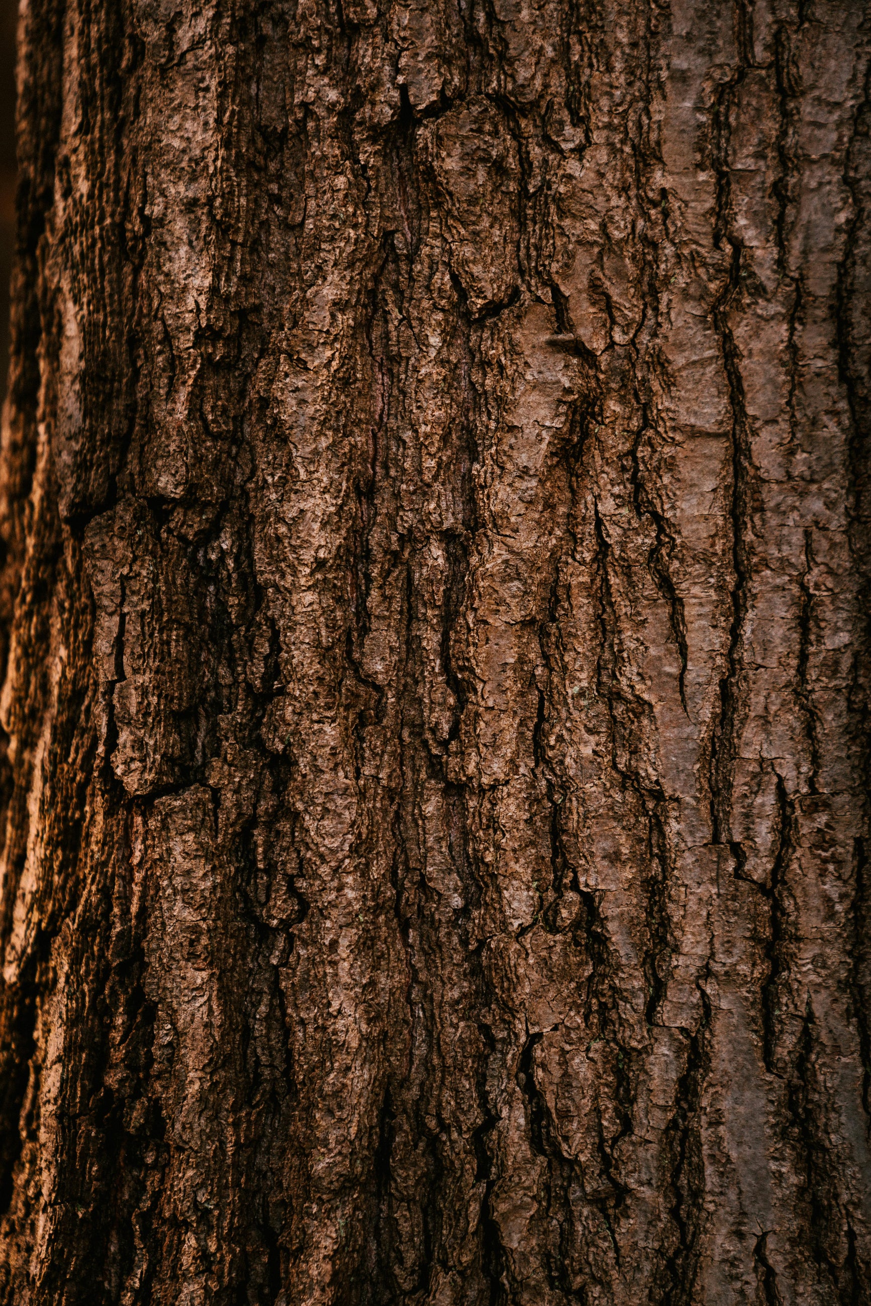 close up image of warm brown tree bark